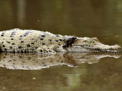 frog vs croc