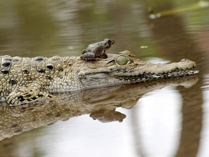 frog vs croc