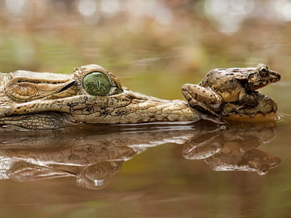 frog vs croc