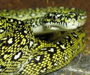 dimond python