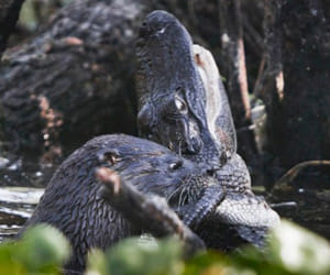 otter vs gator