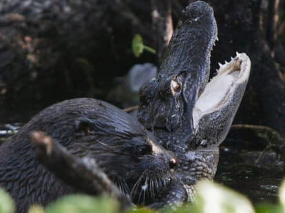 otter vs gator