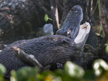 otter vs gator