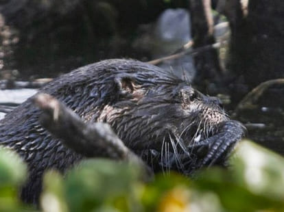 otter vs gator