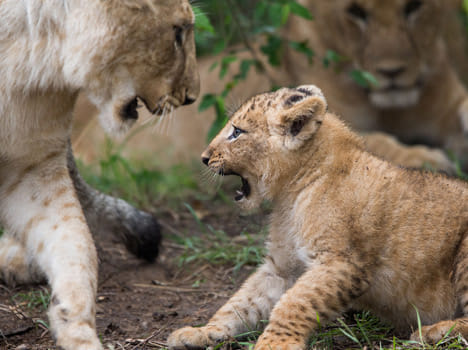 Two infant sudden death in Itava lion safari.