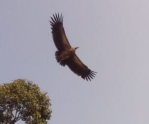 endangered vulture seen