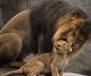lion met his cubs
