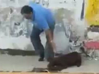 mexican dog owner kills his pet dog to death 
