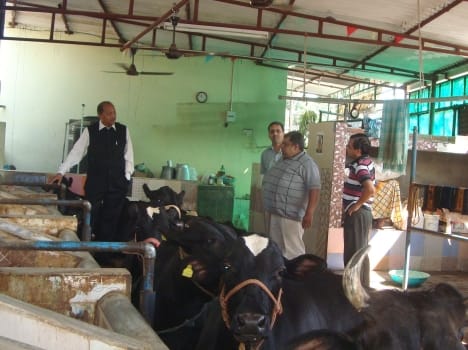 model dairy