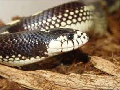 snake bite