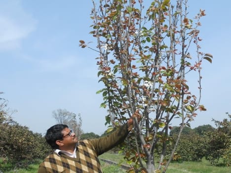 japanese pear in uttarakhand
