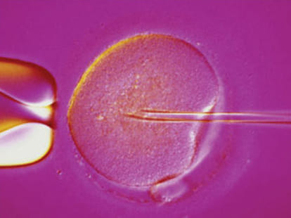 egg donation caused sushma death