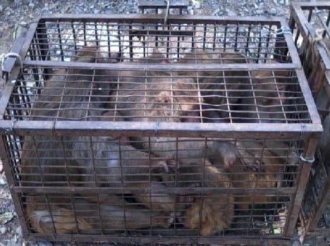 monkey catcher in dehradun