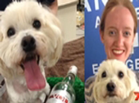 dying dog saved by getting drunk on vodka for two days