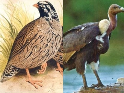 endangered bird