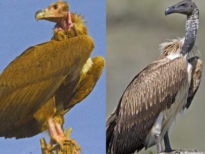 endangered bird