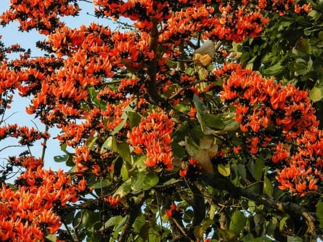 forest department save palash tree