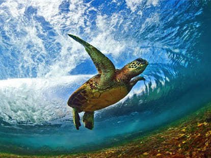 turtle to reach lucknow by flight world turtle day