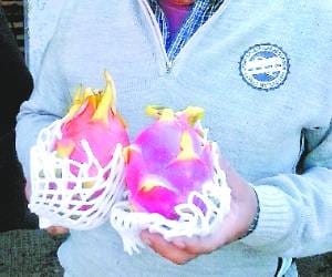Foreign Fruits in Chandigarh Vegetable Mandi