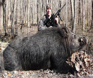 hunter shoots wild pig of 225 kgs