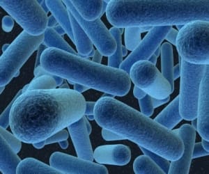 bacteria will kill pesticide