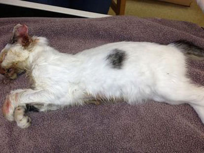 Woman condemned for cooking cat in microwave