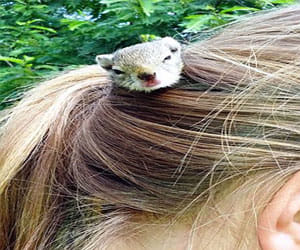 girl dons unique hairstyle, puts squirrel in hair