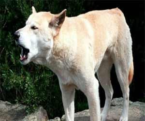 Dogs becoming problem in faridabad