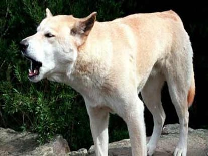 man killed five dogs