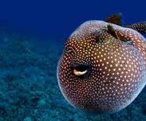 puffer fish