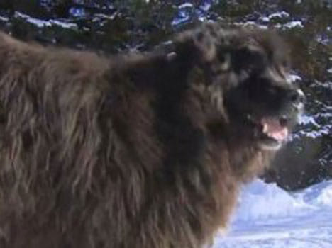 animal confused dog with bear