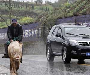 pig_man_ride