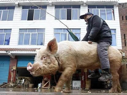 pig_man_ride