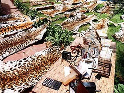 infamous smuggler bhima arrested
