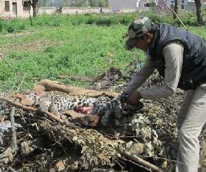 leopard died in road accident