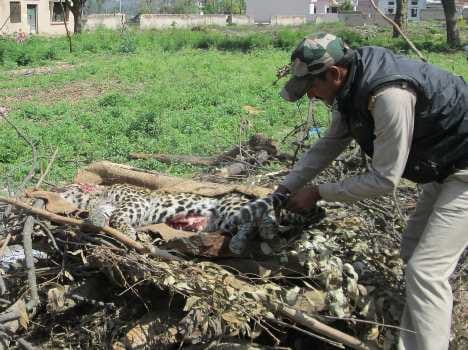 leopard killed by vehicle collision