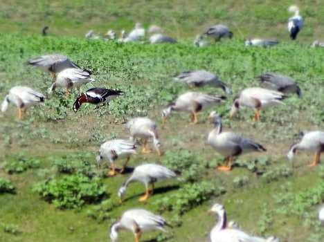 red breasted goose bird in india