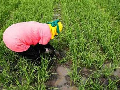 potato sowing starts in uttarpradesh.