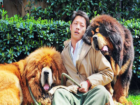 dog sold for 12 crore rupees