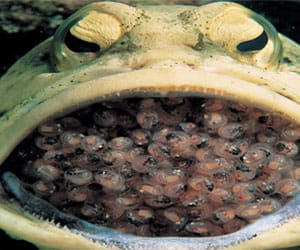 male jawfish ferilises egg