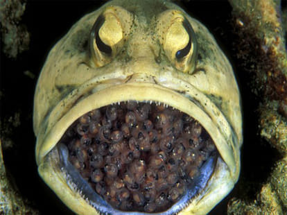 male jawfish ferilises egg