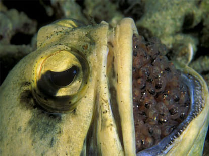 male jawfish ferilises egg