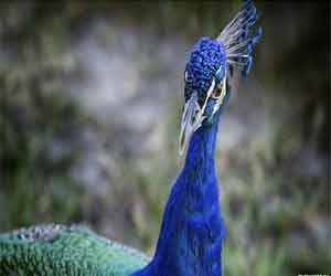 suspends 3 policemen after cat eats Nawaz Sharif's peacock