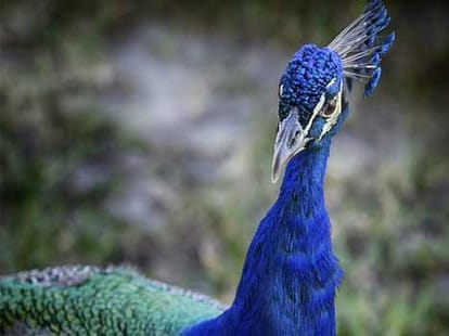 suspends 3 policemen after cat eats Nawaz Sharif's peacock
