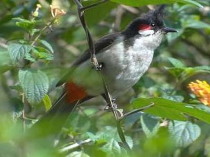 white rumped and red whiski in dehradun