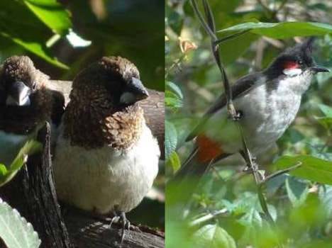 white rumped and red whiski in dehradun
