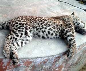 Panther killed in Hapur