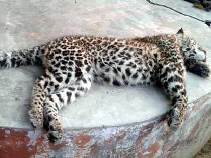 Panther killed in Hapur