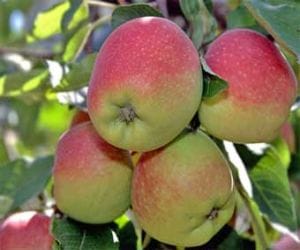 HP govt planning to implement farm sector for apple.