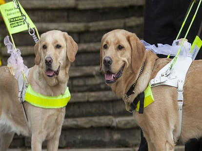 Blind couplenow married  after their dogs became inseparable 